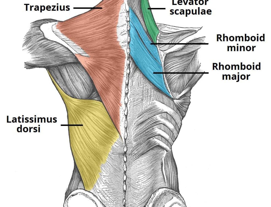 анатомия на гърба